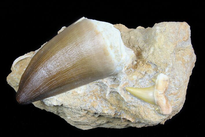 Large, Mosasaur Tooth With Fossil Shark Tooth - Beautiful #77978